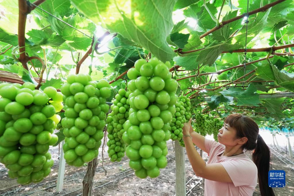 白菜网贴吧
